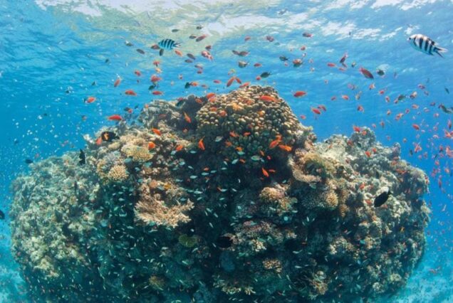 Privater besonderer Ausflug - Schwimmen mit Delfinen in Hurghada