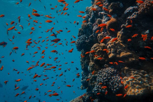 Schwimmen mit Delfinen in Hurghada