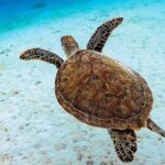 Abu Dabbab Privater Schnorchel Ausflug - Schildkröten schwimmen