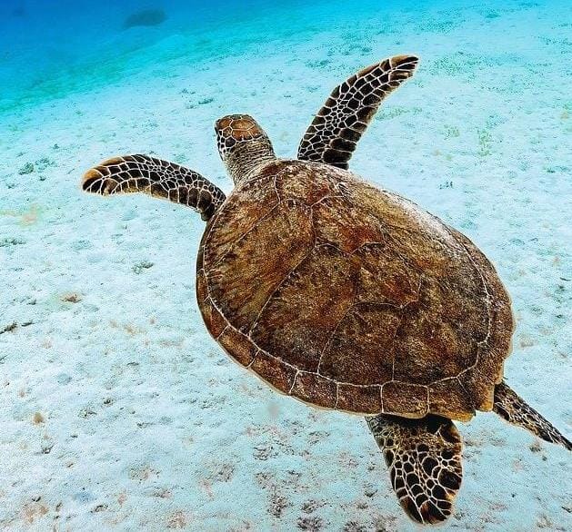 Abu Dabbab Privater Schnorchel Ausflug - Schildkröten schwimmen