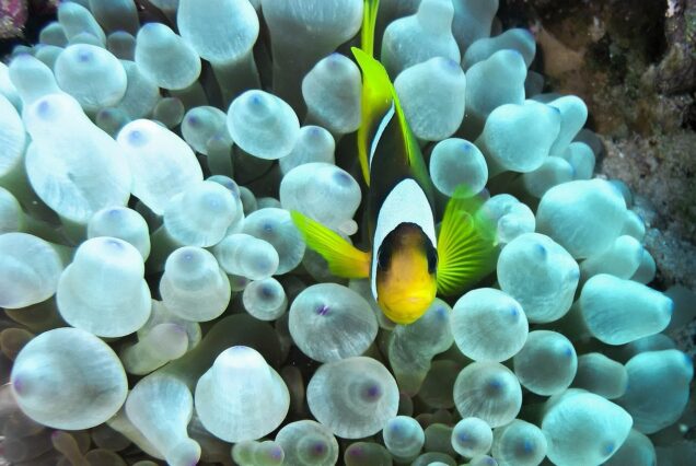 Mahmaya Insel Hurghada Schnorchel Ausflug