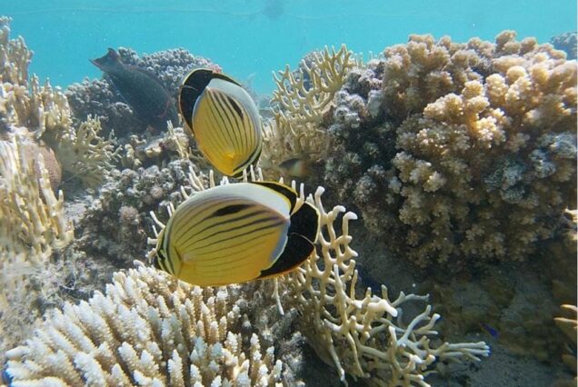 Sharm El Naga Privater Schnorchel Ausflug