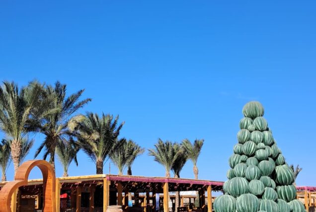 Abu Dabbab Privater Schnorchel Ausflug - Schildkröten schwimmen