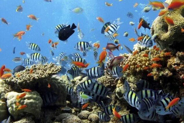 Sharm El Naga Privater Schnorchel Ausflug