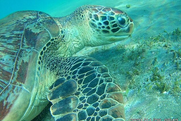 Abu Dabbab Privater Schnorchel Ausflug - Schildkröten schwimmen
