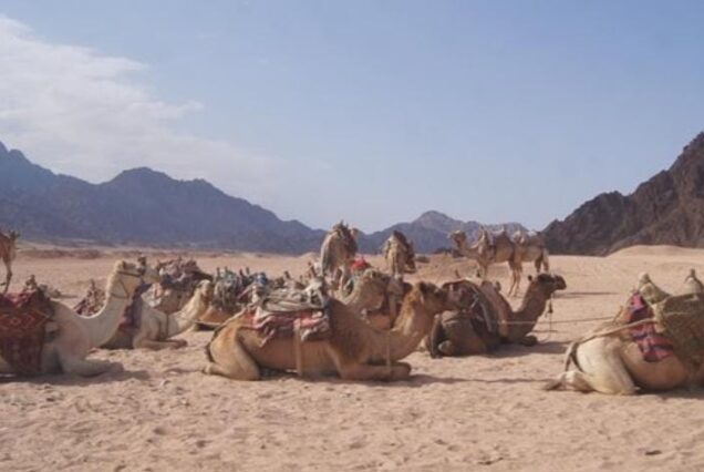 Super Safari Jeep - Quad Ausflug