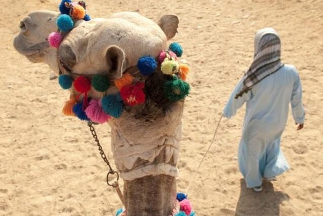 Quad Ausflug mit Kamel reiten - Sonnenuntergang (3 Stunden)