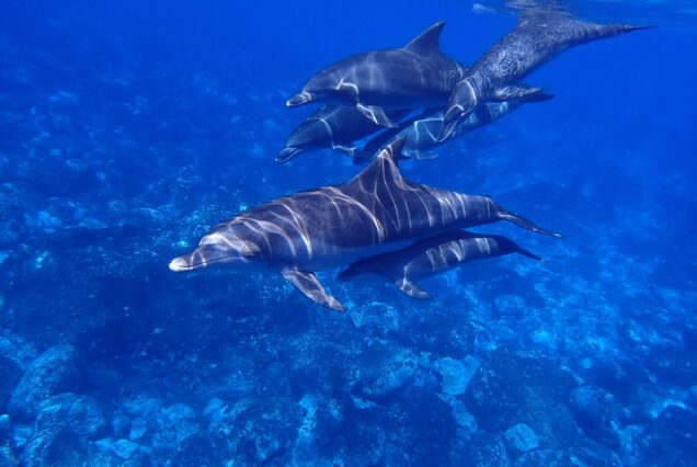 Privater besonderer Ausflug - Schwimmen mit Delfinen in Hurghada