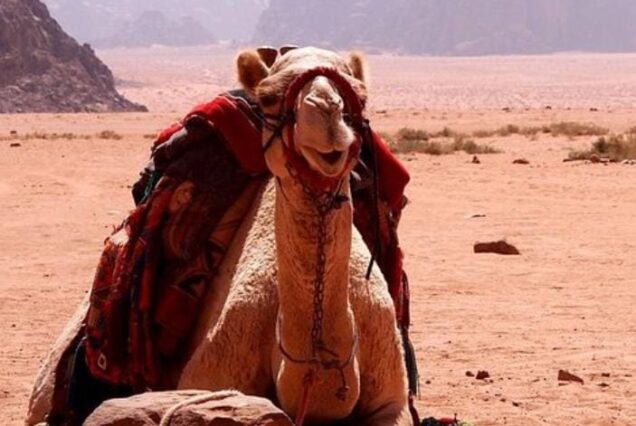 Quad Ausflug mit Kamel reiten (3 Stunden)