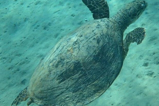 Abu Dabbab Privater Schnorchel Ausflug - Schildkröten schwimmen