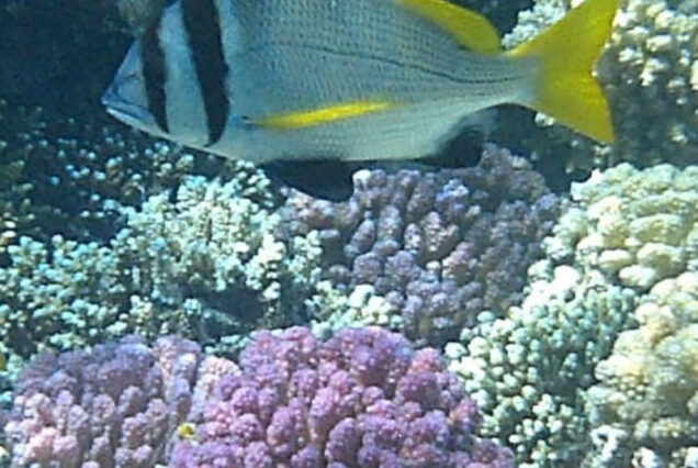 Paradise Insel Hurghada Schnorchel Ausflug