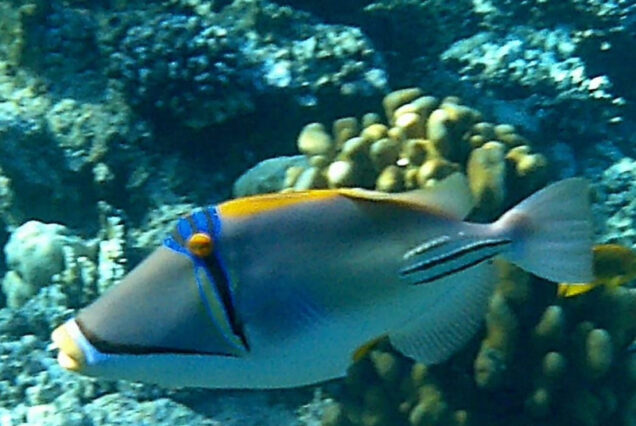 Hula Hula Insel Hurghada Schnorchel Ausflug