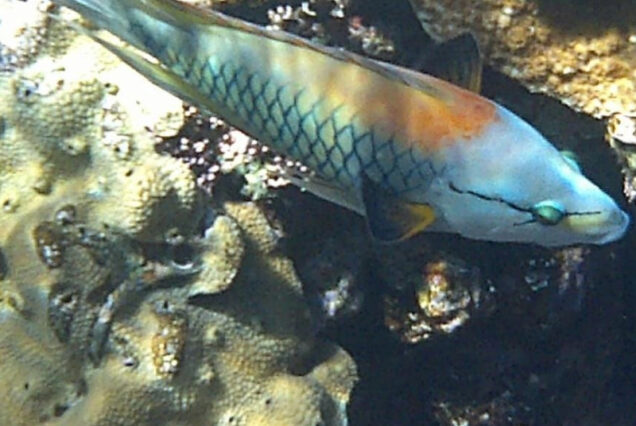 Hula Hula Insel Hurghada Schnorchel Ausflug