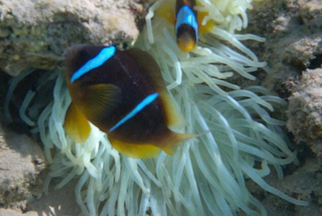 Orange Bay Insel Hurghada Schnorchel Ausflug