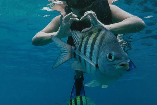 Mahmaya Insel Hurghada Schnorchel Ausflug